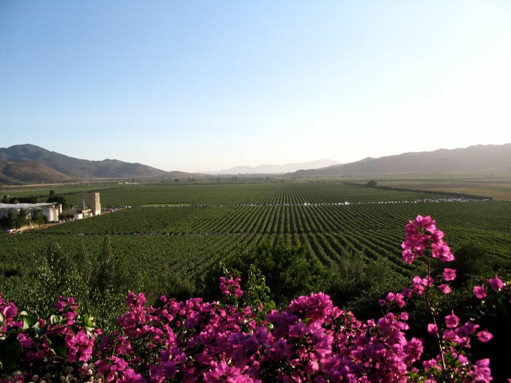 Valle_de_Guadalupe (1)