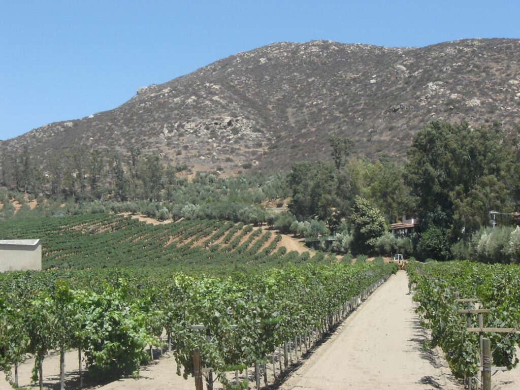 Viñedos_Valle_de_Guadalupe_B.C (1)